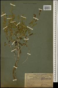 Lactuca orientalis subsp. orientalis, Кавказ, Армения (K5) (Армения)