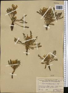 Pedicularis sarawschanica Regel, Средняя Азия и Казахстан, Памир и Памиро-Алай (M2)