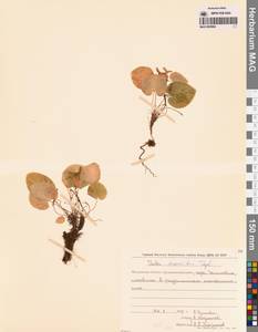 Фиалка Морица Tepl., Сибирь, Чукотка и Камчатка (S7) (Россия)