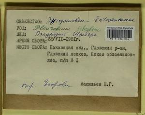 Pleurozium schreberi (Willd. ex Brid.) Mitt., Гербарий мохообразных, Мхи - Новгородская и Псковская области (B5) (Россия)