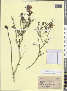 Копеечник Гмелина Ledeb., Сибирь, Алтай и Саяны (S2) (Россия)