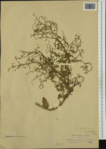 Cycloloma atriplicifolium (Spreng.) J. M. Coulter, Западная Европа (EUR) (Италия)