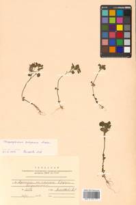 Chrysosplenium grayanum Maxim., Сибирь, Дальний Восток (S6) (Россия)