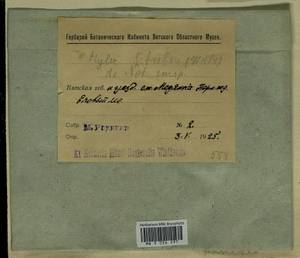Pleurozium schreberi (Willd. ex Brid.) Mitt., Гербарий мохообразных, Мхи - Пермский край, Удмуртия, Свердловская и Кировская области (B8) (Россия)