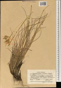 Cymbopogon commutatus (Steud.) Stapf, Зарубежная Азия (ASIA) (Афганистан)