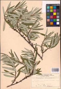 Облепиха крушиновая, Облепиха обыкновенная L., Восточная Европа, Московская область и Москва (E4a) (Россия)