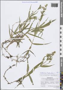 Rabelera holostea (L.) M.T.Sharples & E.A.Tripp, Восточная Европа, Средневолжский район (E8) (Россия)