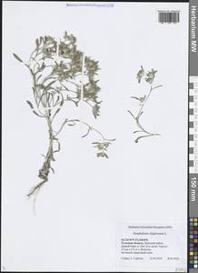 Сушеница топяная L., Восточная Европа, Центральный район (E4) (Россия)