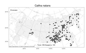 Caltha natans, Калужница плавающая Pall., Атлас флоры России (FLORUS) (Россия)
