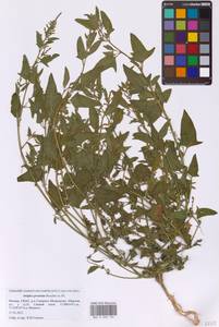 Лебеда лежачая, Лебеда простертая DC., Восточная Европа, Московская область и Москва (E4a) (Россия)