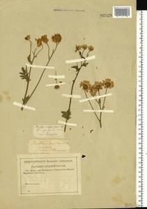 Tanacetum corymbosum subsp. corymbosum, Восточная Европа, Центральный район (E4) (Россия)