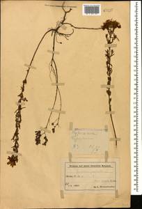 Зверобой продырявленный L., Кавказ, Азербайджан (K6) (Азербайджан)