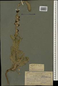 Verbascum saccatum C. Koch, Кавказ, Азербайджан (K6) (Азербайджан)