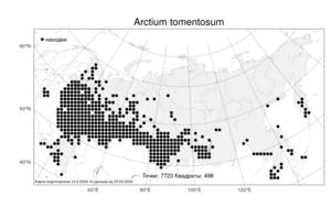 Arctium tomentosum, Лопух паутинистый Mill., Атлас флоры России (FLORUS) (Россия)