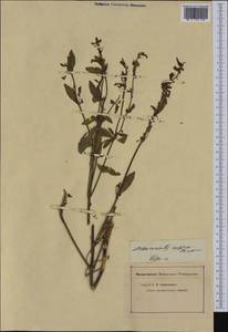 Mercurialis corsica Coss. & Kralik, Западная Европа (EUR) (Франция)