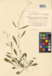 Резушка песчаная, Резуховидка песчаная (L.) Lawalrée, Восточная Европа, Литва (E2a) (Литва)