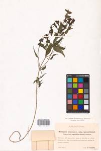 MHA 0 161 447, Марьянник дубравный, Иван-да-Марья L., Восточная Европа, Северо-Украинский район (E11) (Украина)