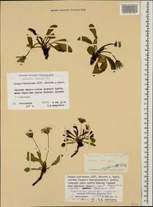 Одуванчик Стевена (Spreng.) DC., Кавказ, Северная Осетия, Ингушетия и Чечня (K1c) (Россия)