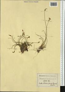 Aphyllanthes monspeliensis L., Западная Европа (EUR) (Франция)