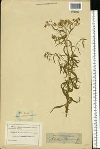 Achillea ptarmica subsp. ptarmica, Восточная Европа, Ростовская область (E12a) (Россия)
