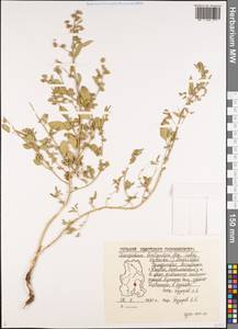 Chenopodium berlandieri var. zschackei (Murr) Murr, Восточная Европа, Волжско-Камский район (E7) (Россия)