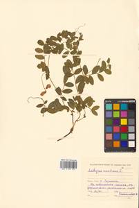 Lathyrus japonicus var. maritimus (L.) J.T.Kartesz & Gandhi, Сибирь, Чукотка и Камчатка (S7) (Россия)