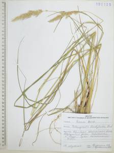 Вейник тростниковый (L.) Roth, Сибирь, Дальний Восток (S6) (Россия)