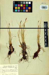Carex myosuroides Vill., Сибирь, Прибайкалье и Забайкалье (S4) (Россия)