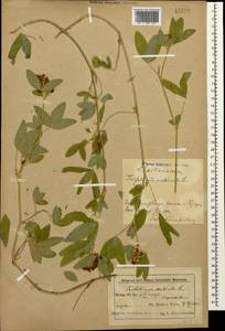 Клевер средний L., Кавказ, Азербайджан (K6) (Азербайджан)