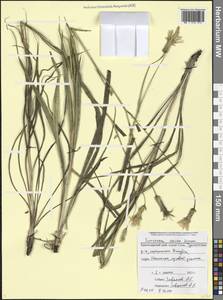 Pseudopodospermum tauricum (M. Bieb.) Vasjukov & Saksonov, Кавказ, Черноморское побережье (от Новороссийска до Адлера) (K3) (Россия)