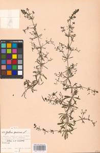 Подмаренник ложный L., Восточная Европа, Московская область и Москва (E4a) (Россия)