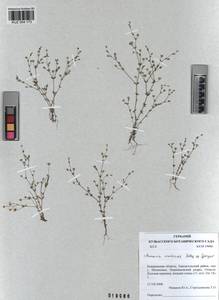 KUZ 004 173, Arenaria leptoclados subsp. leptoclados, Сибирь, Алтай и Саяны (S2) (Россия)