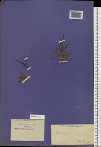 Лютик многолистный Waldst. & Kit. ex Willd., Восточная Европа, Центральный район (E4) (Россия)