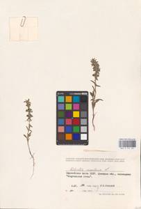 MHA 0 155 581, Железница горная L., Восточная Европа, Южно-Украинский район (E12) (Украина)