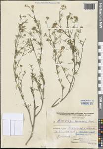 Medicago falcata subsp. falcata, Средняя Азия и Казахстан, Прикаспийский Устюрт и Северное Приаралье (M8) (Казахстан)