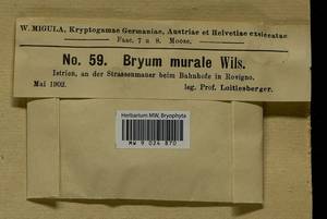 Gemmabryum radiculosum (Brid.) J.R. Spence & H.P. Ramsay, Гербарий мохообразных, Мхи - Западная Европа (BEu) (Хорватия)