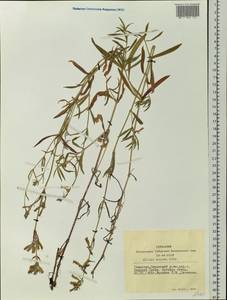 Смолевка ползучая Patrin, Сибирь, Алтай и Саяны (S2) (Россия)