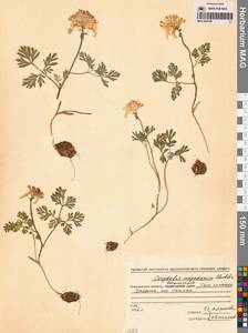 Хохлатка магаданская A.P.Khokhr., Сибирь, Чукотка и Камчатка (S7) (Россия)