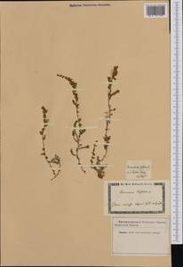 Arenaria biflora L., Западная Европа (EUR) (Неизвестно)