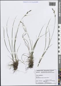 Осока дернистая L., Сибирь, Центральная Сибирь (S3) (Россия)