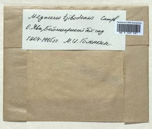 Megaceros tjibodensis Campb., Гербарий мохообразных, Мхи - Азия (вне границ бывшего СССР) (BAs) (Индонезия)
