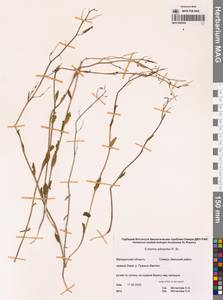 Эвтрема Эдвардса R.Br., Сибирь, Чукотка и Камчатка (S7) (Россия)