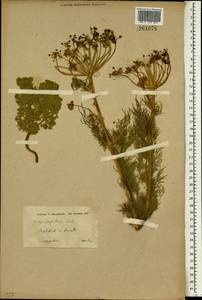 Psammogeton papillare (Boiss.) Mousavi, Mozaff. & Zarre, Зарубежная Азия (ASIA)