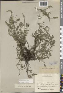 Астрагал обманчивый Boriss., Кавказ, Ставропольский край, Карачаево-Черкесия, Кабардино-Балкария (K1b) (Россия)
