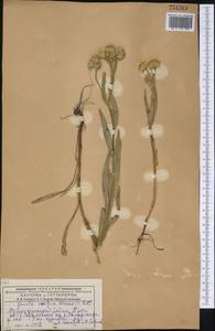 Pentanema caspicum (F. K. Blum ex Ledeb.) G. V. Boiko, Korniy. & Mosyakin, Сибирь, Западный (Казахстанский) Алтай (S2a) (Казахстан)