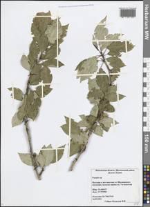 Тополь, Восточная Европа, Московская область и Москва (E4a) (Россия)
