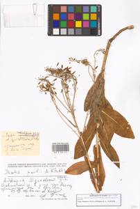 Вайда выемчатая Kar. & Kir., Кавказ, Грузия (K4) (Грузия)