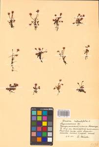 Росянка круглолистная L., Восточная Европа, Северный район (E1) (Россия)