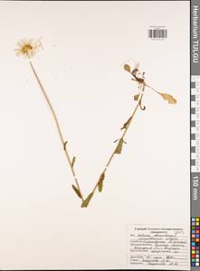 Нивяник обыкновенный, Поповник Lam., Восточная Европа, Центральный район (E4) (Россия)