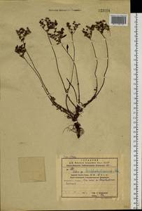 Phedimus middendorfianus subsp. middendorfianus, Сибирь, Дальний Восток (S6) (Россия)